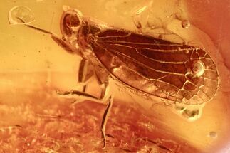 Fossil Long-Legged Velvet Mite & Planthopper In Baltic Amber #272666