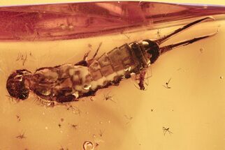 Fossil Earwig (Dermaptera) Exuvia In Baltic Amber - Rare Inclusion #272667