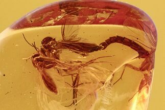 Detailed Fossil Mating Long-Beaked Fungus Gnats In Baltic Amber #272678