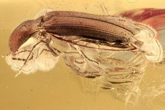 Detailed Fossil Click Beetle (Elateridae) in Baltic Amber #272693