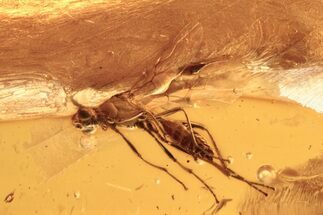 Detailed Fossil Parasitoid Wasp (Braconidae) In Baltic Amber #272696