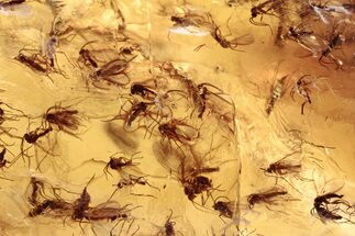 Fossil Fungus Gnat Swarm (Sciaridae) In Baltic Amber - Over Gnats! #272701