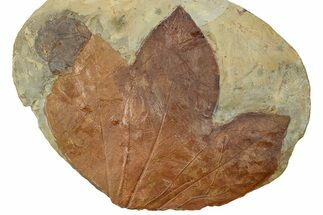 Plate with Two Fossil Leaves (Two Species) - Montana #270997