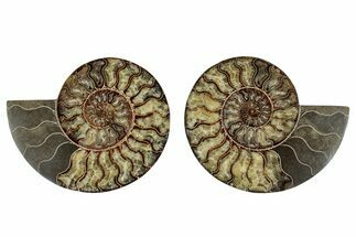Very Large, Cut & Polished Ammonite Fossil - Madagasar #267940