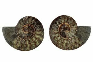 Cut & Polished, Agatized Ammonite Fossil - Madagascar #267971