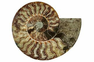 Cut & Polished Ammonite Fossil (Half) - Madagascar #267990