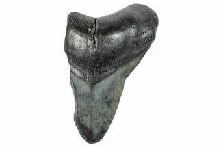 Partial Megalodon Tooth - South Carolina #272547