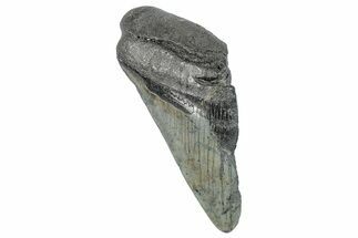 Partial Megalodon Tooth - South Carolina #272551