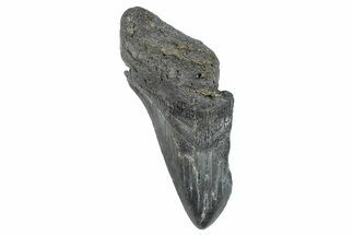 Partial Megalodon Tooth - South Carolina #272557