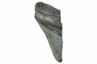 Partial Megalodon Tooth - South Carolina #272558