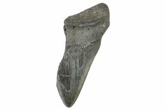 Partial Megalodon Tooth - South Carolina #272561