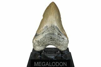 Serrated, Fossil Megalodon Tooth - North Carolina #272791