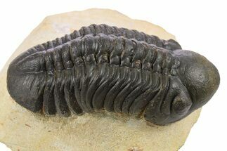 Detailed Reedops Trilobite - Atchana, Morocco #272832