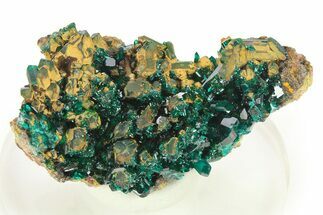 Lustrous Dioptase Crystal Cluster - Republic of the Congo #272949