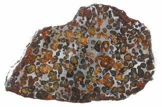 Polished Sericho Pallasite Meteorite ( g) Slice - Kenya #273228
