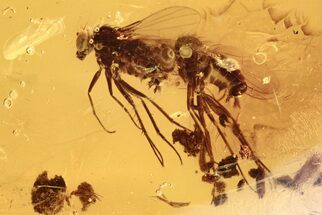 Two Fossil Flies, True Midge, and Plant Debris in Baltic Amber #273206