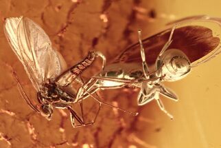 Detailed Fossil Ant and Fungus Gnat in Baltic Amber #273209