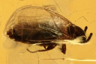 Fossil Dung Midge (Scatopsidae) in Baltic Amber #273214