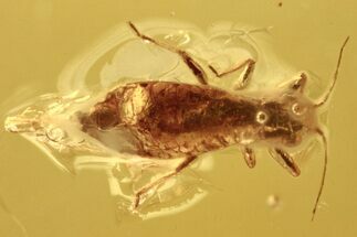 Detailed Fossil Aphid (Megapodaphis?) Nymph in Baltic Amber #273270