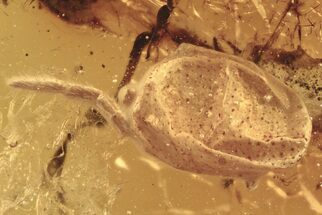 Large, Deflated Mite (Acari) Fossil in Baltic Amber #273303