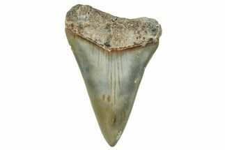 Fossil Broad-Toothed Mako Shark Tooth - North Carolina #272986