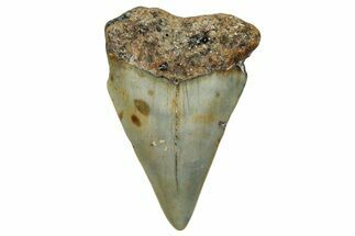 Fossil Broad-Toothed Mako Shark Tooth - North Carolina #272987