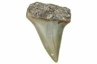 Fossil Broad-Toothed Mako Shark Tooth - North Carolina #272990