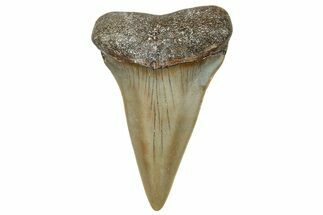Fossil Broad-Toothed Mako Shark Tooth - North Carolina #272993
