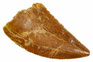 Serrated, Raptor Tooth - Real Dinosaur Tooth #273091