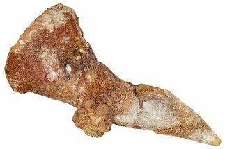 Fossil Sawfish (Onchopristis) Rostral Barb - Morocco #273345