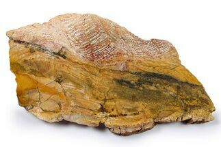 Polished Strelley Pool Stromatolite Slab - Billion Years Old #273571