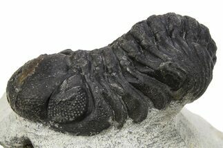 Bargain, Austerops Trilobite - Ofaten, Morocco #273065