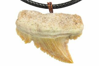 Serrated, Fossil Paleocarcharodon Shark Tooth Necklace #273592