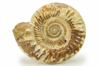 Jurassic Ammonite (Kranosphinctes) - Madagascar #273721