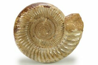 Jurassic Ammonite (Kranosphinctes) - Madagascar #273724