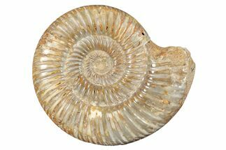 Polished Jurassic Ammonite (Perisphinctes) - Madagascar #273701