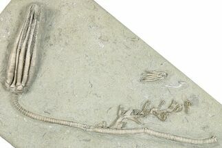 Fossil Crinoid (Scytalocrinus) With Coral - Indiana #273742