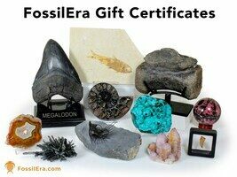 FossilEra Fossils Crystals For Sale