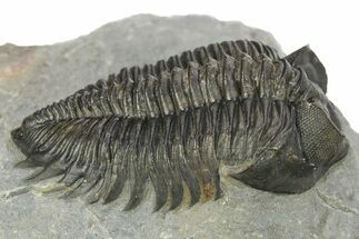 Detailed Coltraneia Trilobite Fossil - Huge Faceted Eyes #273801