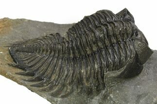 Large Coltraneia Trilobite Fossil - Huge Faceted Eyes #273802