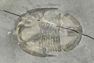 Isoteloides Flexus Trilobite - Fillmore Formation, Utah #274041