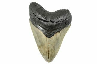 Serrated, Fossil Megalodon Tooth - North Carolina #273936