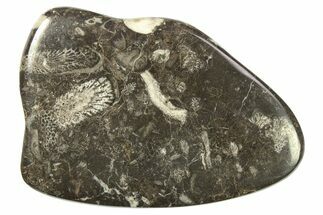 Polished Devonian Fossil Coral and Bryozoan Plate - Morocco #273140