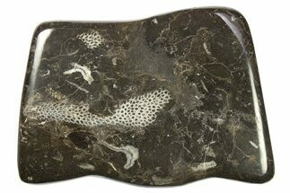 Polished Devonian Fossil Coral and Bryozoan Plate - Morocco #273141
