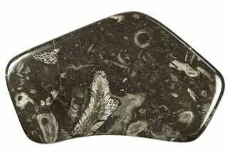 Polished Devonian Fossil Coral and Bryozoan Plate - Morocco #273146