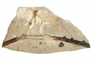 Conifer Twig Fossil - McAbee, BC #274217