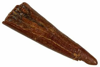 Fossil Pterosaur (Siroccopteryx) Tooth - Morocco #274255