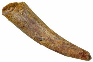 Fossil Pterosaur (Siroccopteryx) Tooth - Morocco #274314