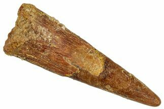 Fossil Pterosaur (Siroccopteryx) Tooth - Morocco #274327