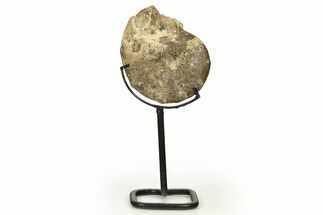 Cretaceous Ammonite (Mammites) Fossil with Metal Stand - Morocco #274601